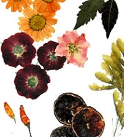 Flores y frutas prensadas