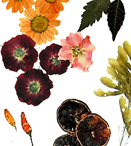 Flores y frutas prensadas