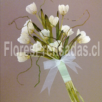 Ramo prensado de tulipanes blancos